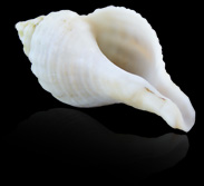 coquillage1.jpg